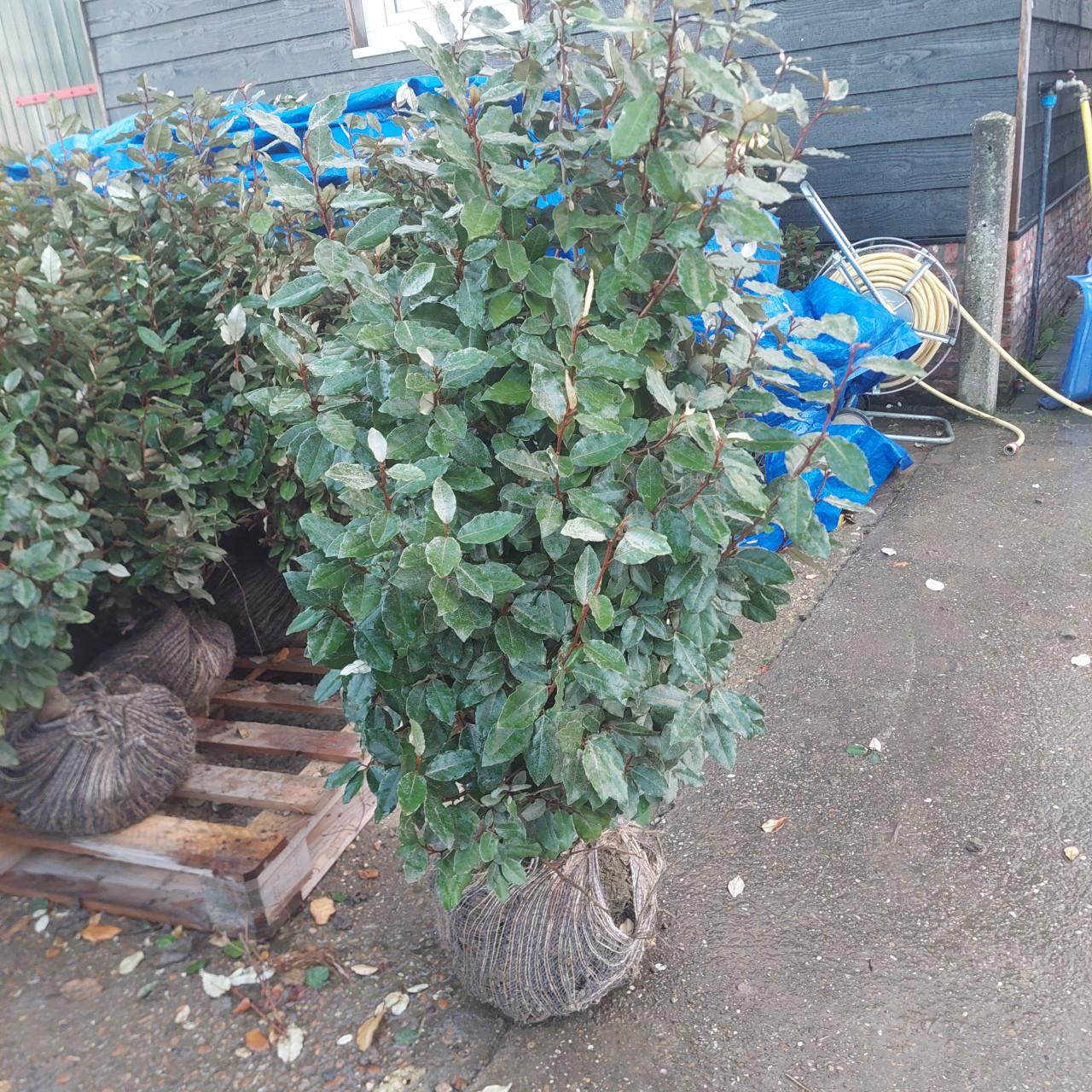 Olijfwilg/ eleagnus ebbingei compacta