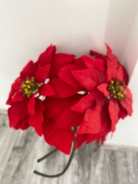 Bloemen rood