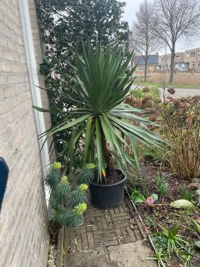 Grote Yucca in kuip
