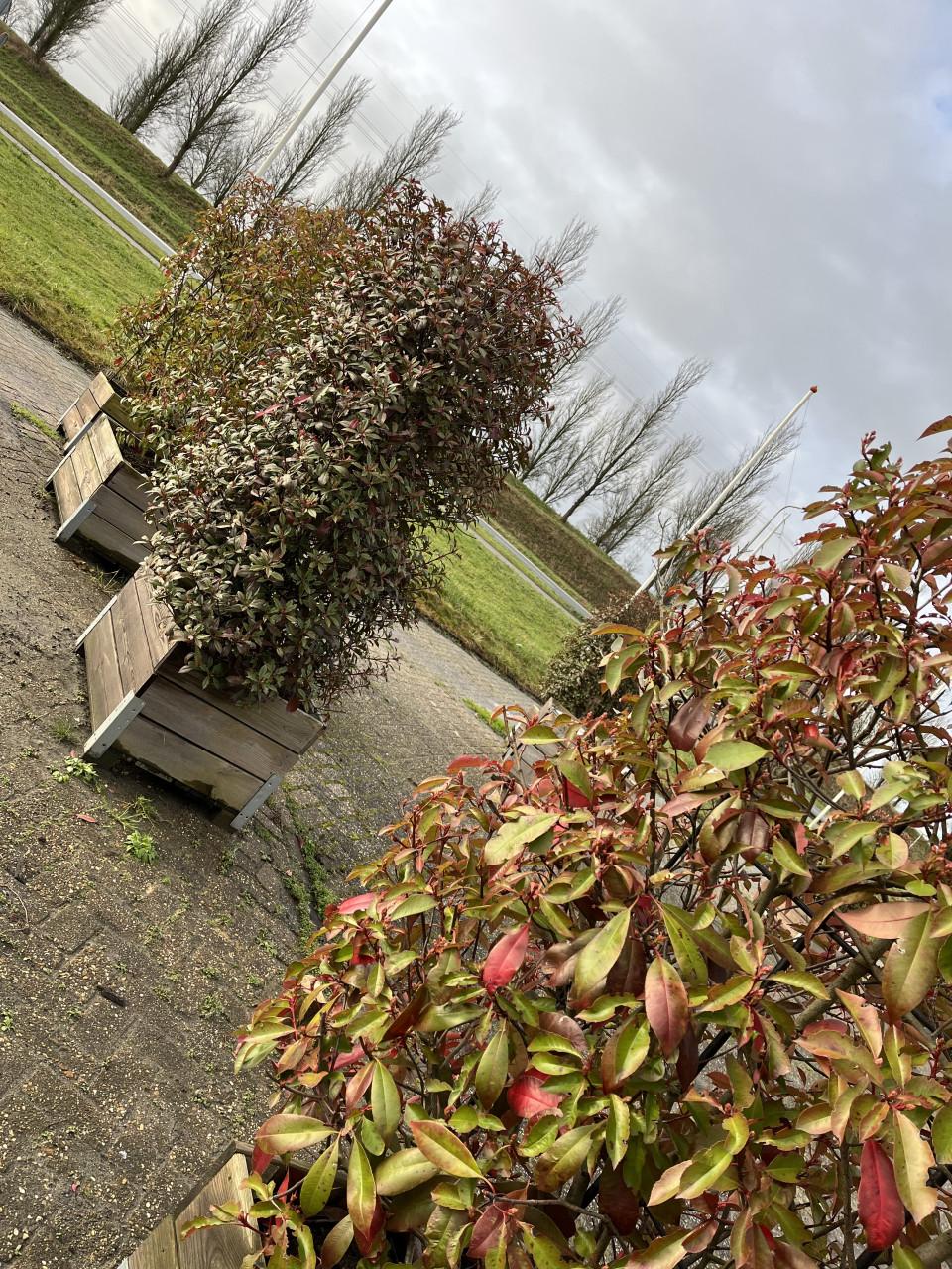Red Robinia Photinia op stam (12 stuks)