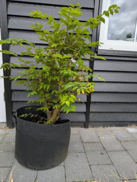 Japanse Larix (Larix kaempferi) pre bonsai