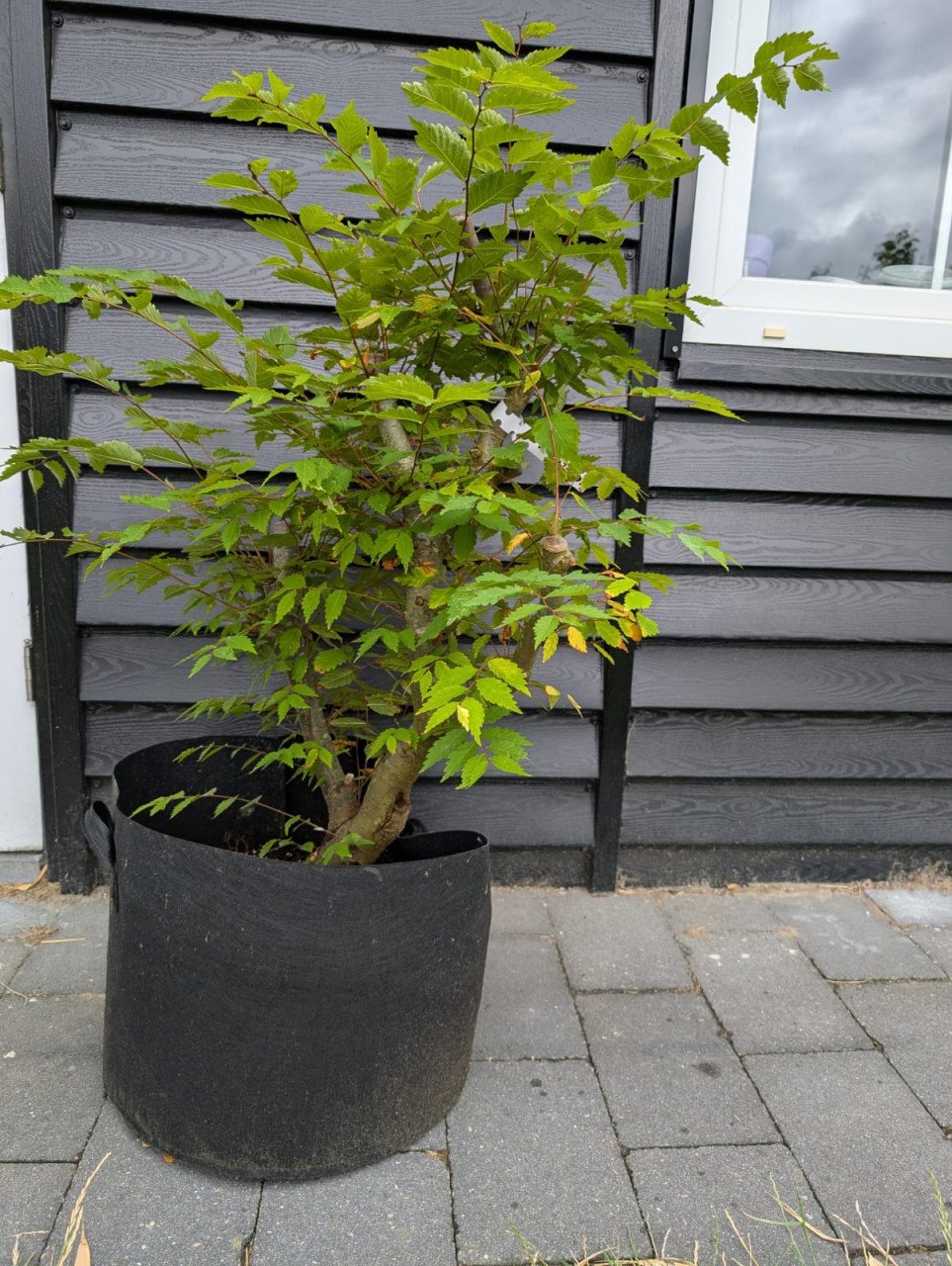 Japanse Larix (Larix kaempferi) pre bonsai