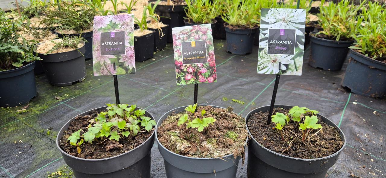 Zeeuws knoopje 2 liter pot