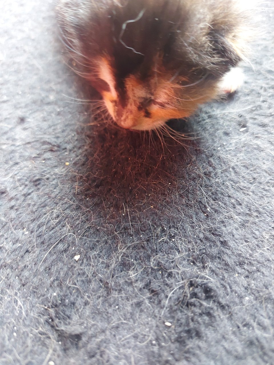 4 kittens 50 euro per kitten