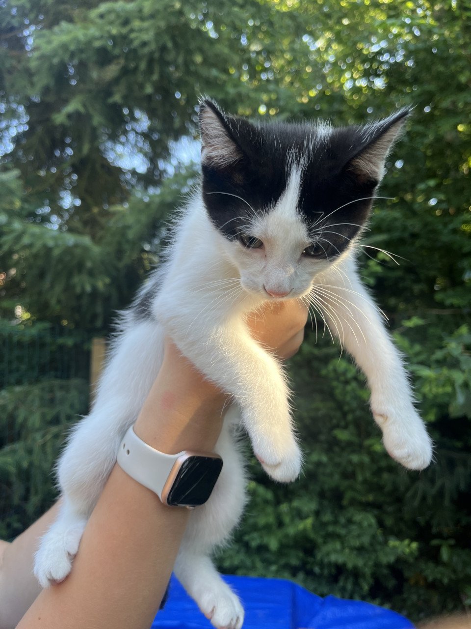 Nog 4 leuke lieve kittens te koop van 12 weken oud