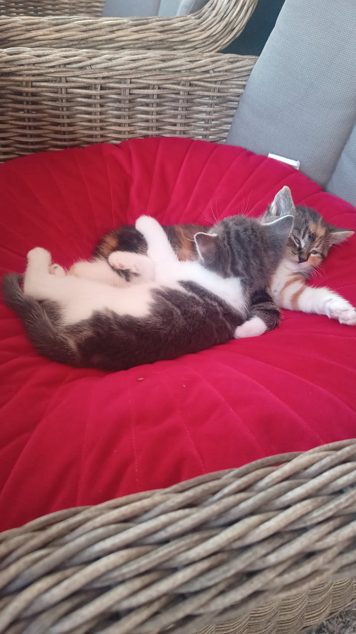 2 ondeugende kittens zoeken nieuw baasje