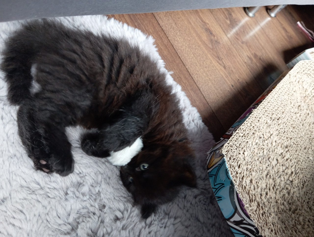 Kitten mannetje langhaar
