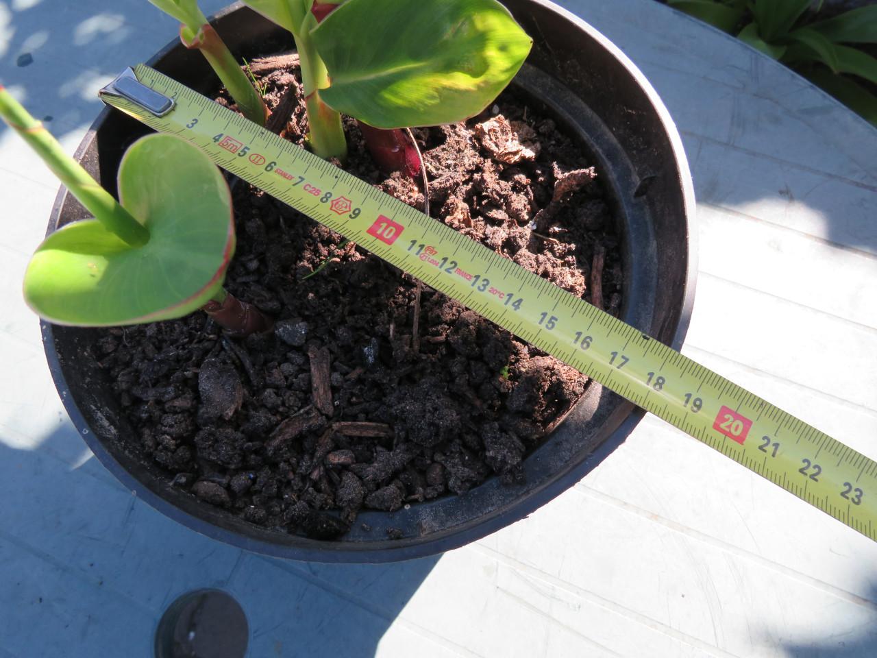 Canna in pot