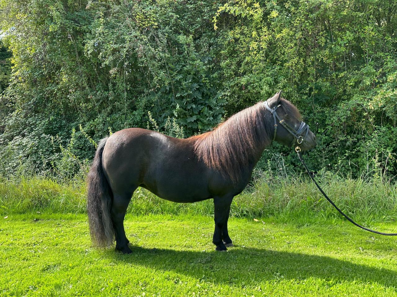 Super lieve shetlander merrie