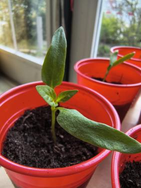 Paprika stekjes, gewortelde stekjes paprikaplant. Aardbei rode bes framboos