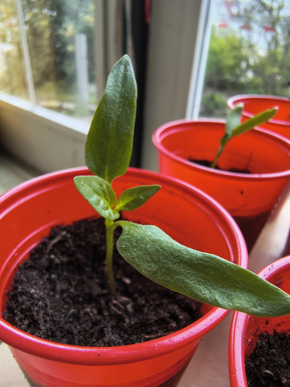 Paprika stekjes, gewortelde stekjes paprikaplant. Aardbei rode bes framboos