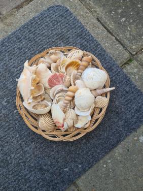 Mandje met schelpen