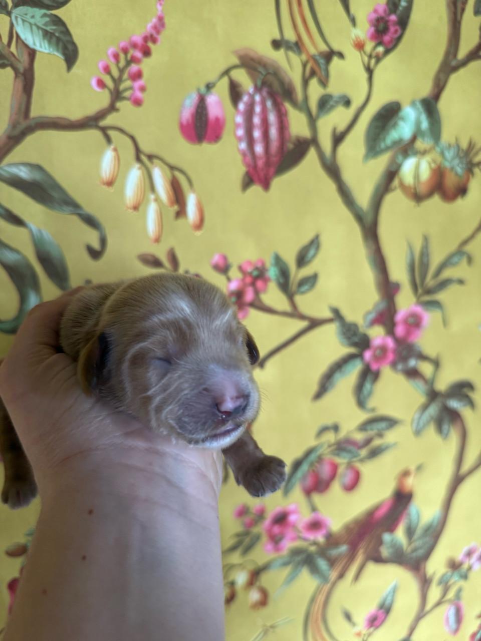 🐾 Labradoodle pupjes, geboren 5 februari, zoeken straks een warm thuis 🐾