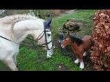 Lieve welsh-B pony