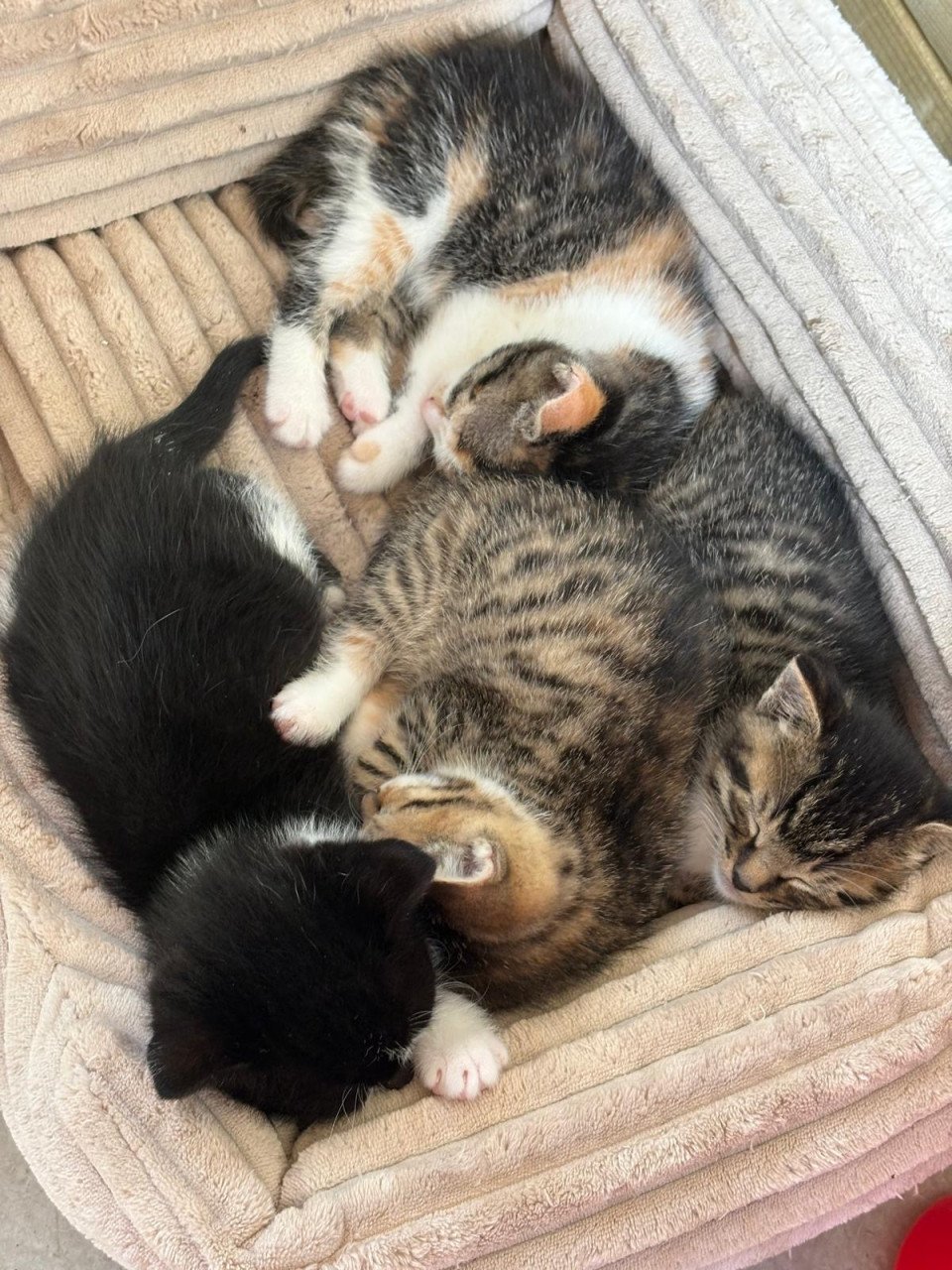 Kitten