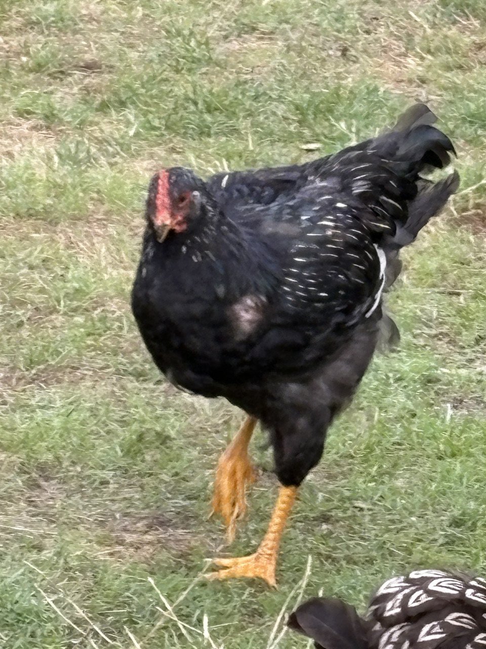 Zilveren dubbelgezoomde Barnevelderhanen (groot)