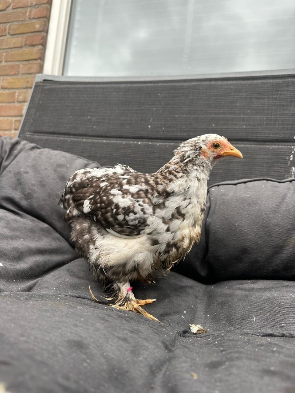 Meerdere cochin kriel hennetjes beschikbaar