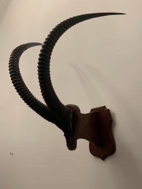 Te koop; hoorns schedel opgezette zwartepaard antilope mancave