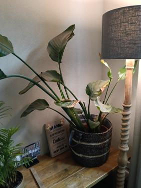Plant voor binnen