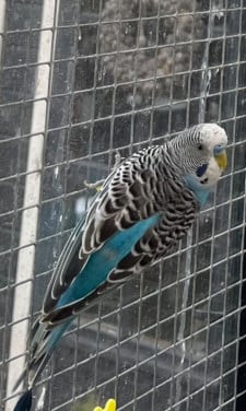 Grasparkiet split fallow