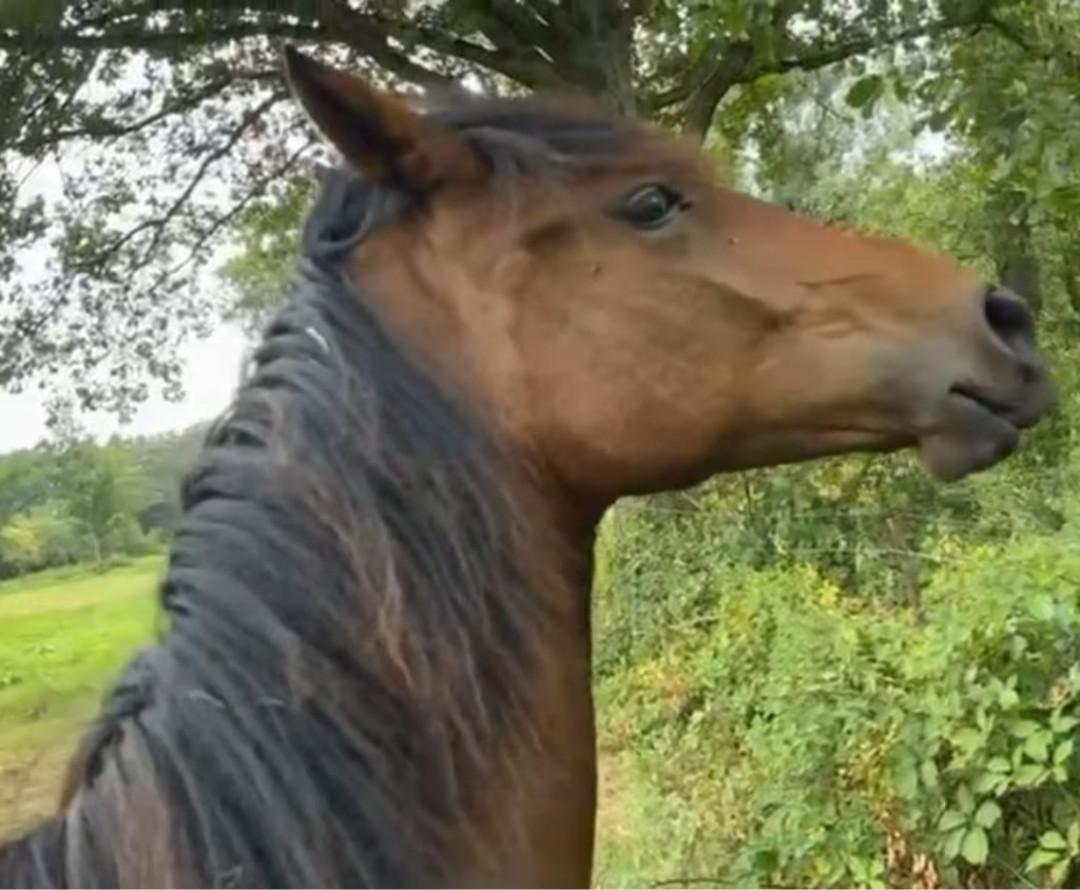 SPOED veulen te koop