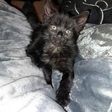 Lieve kitten