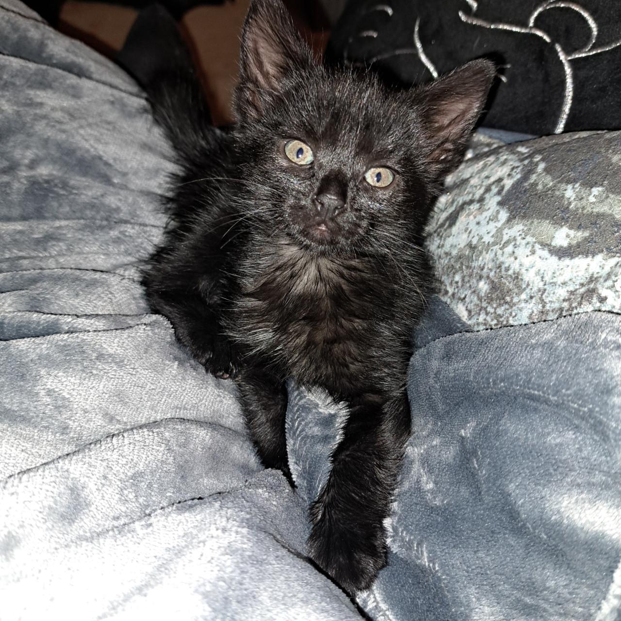 Lieve kitten
