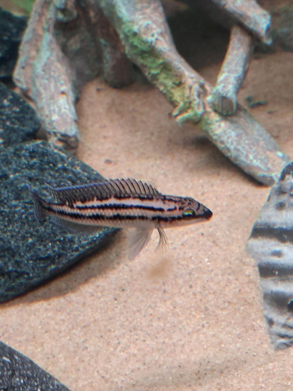 Julidochromis dickfeldi