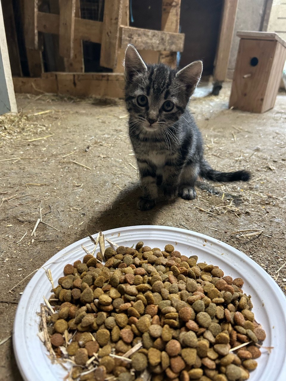 4 leuke kittens