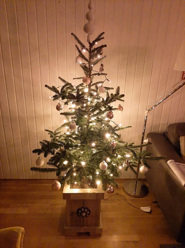 Zeeuwse knop Kerstboombak