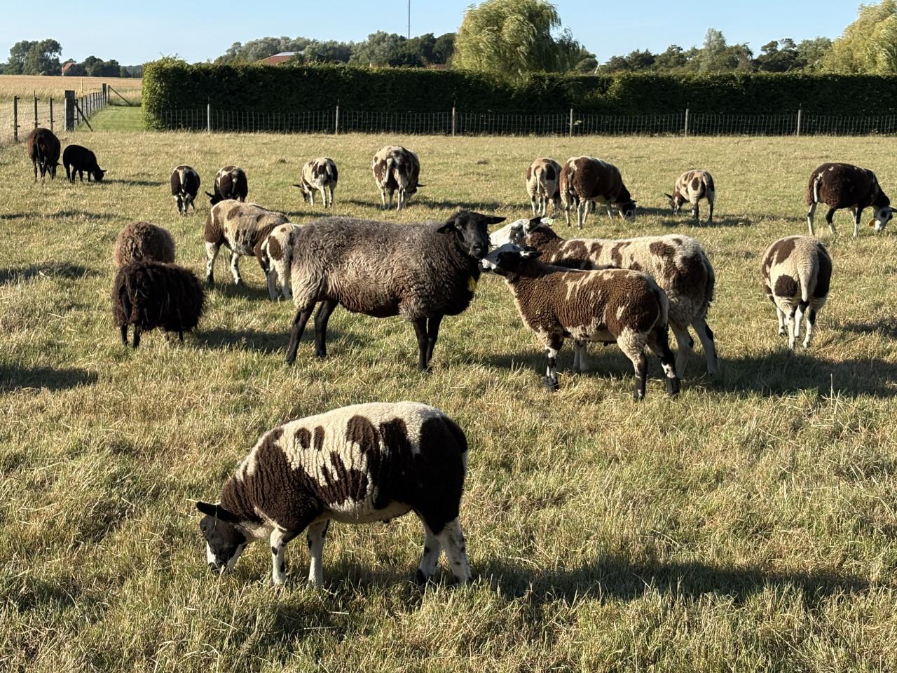 Bonte ooitjes