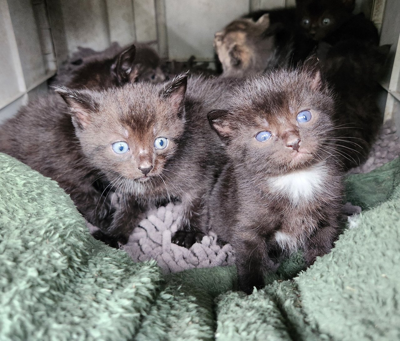 Kortharige kittens (jongens) zwart (x brits korthaar)