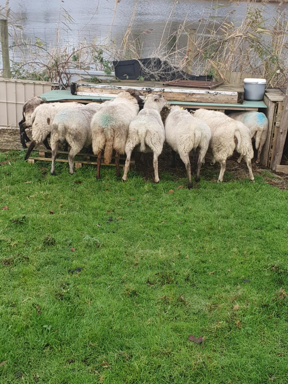 Schapen Drachtige gedekte schaap pony paard feest