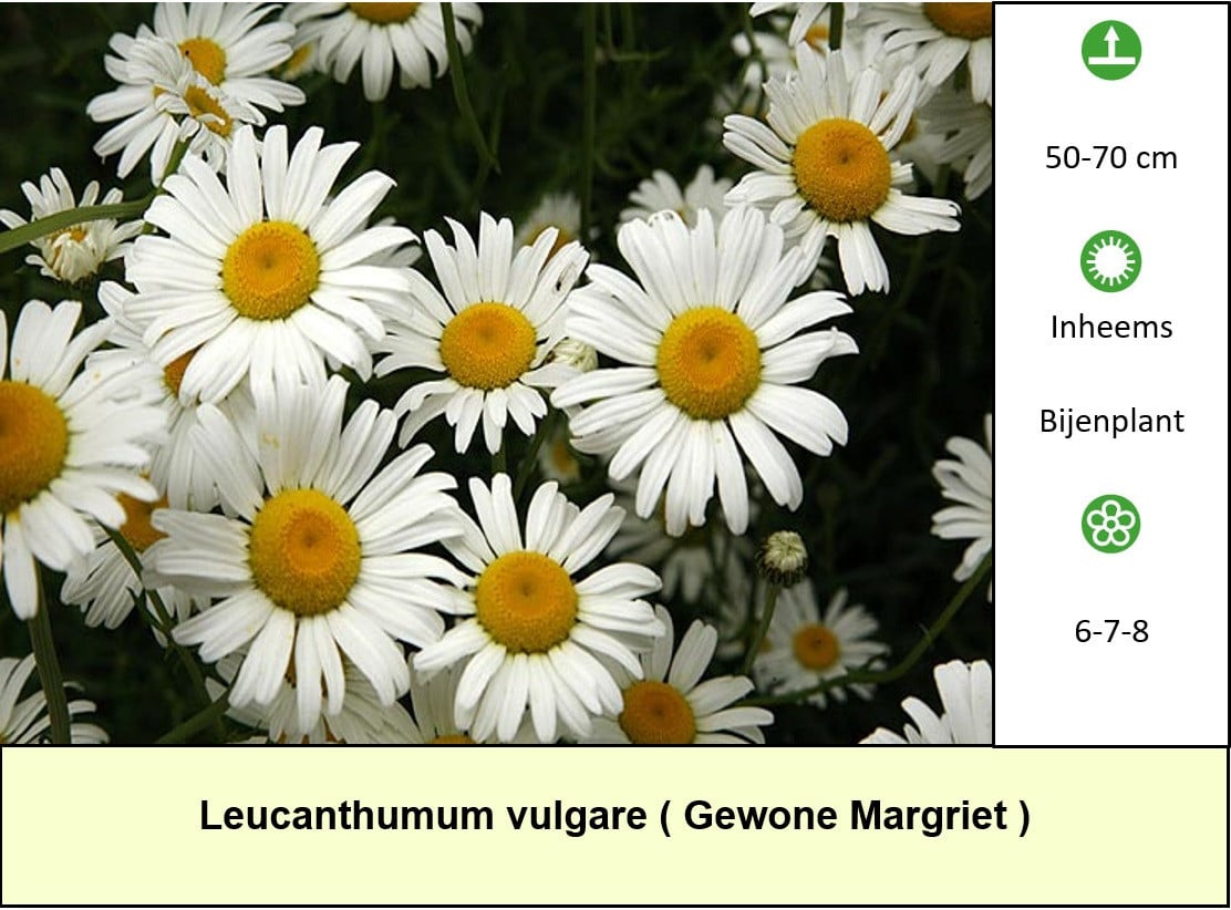 In ons plantenkraampje, mooie bijen,- en vlinderplanten voor €1,25 p/st !