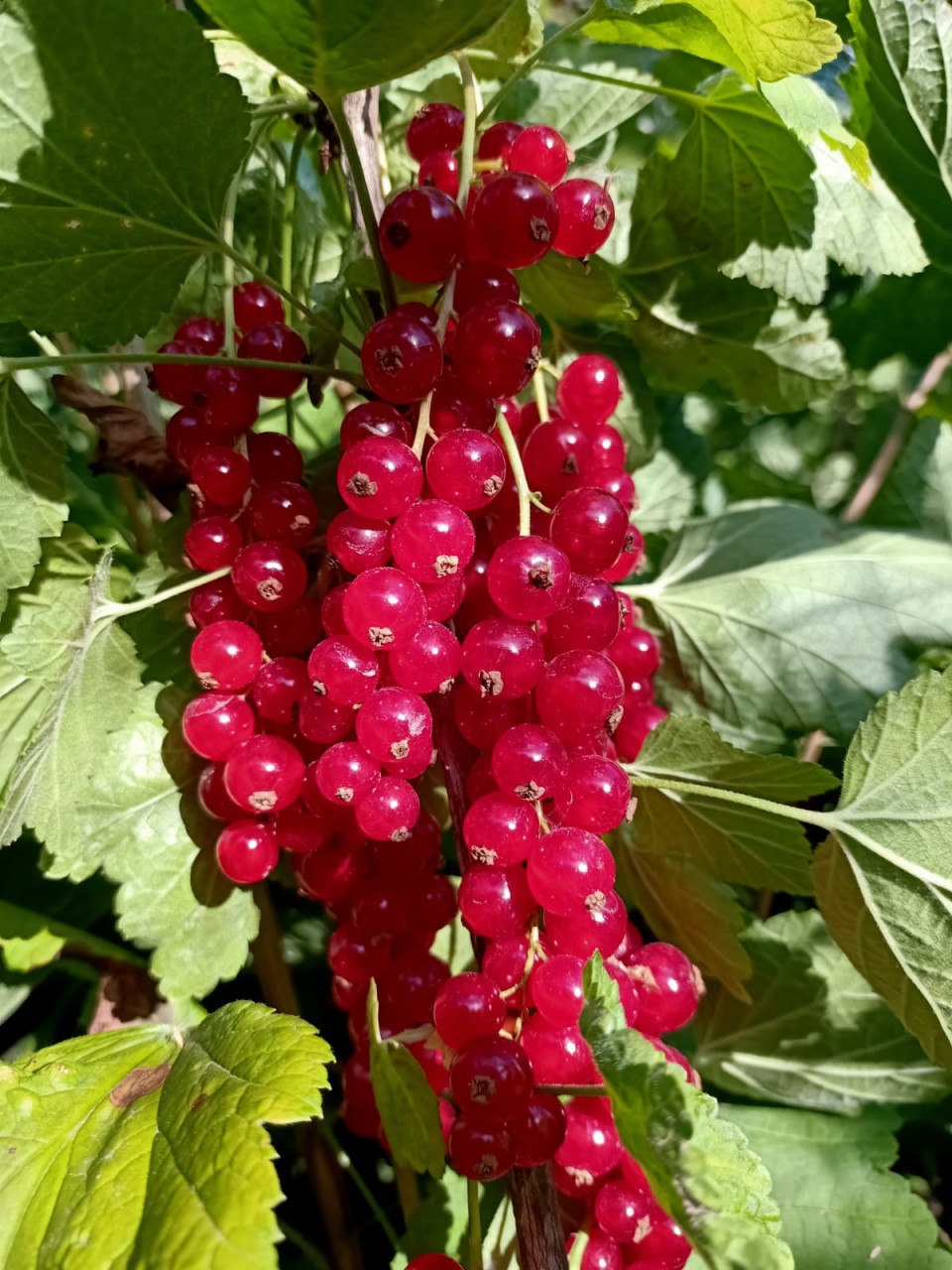 Fruitbomen en fruitstruiken te koop