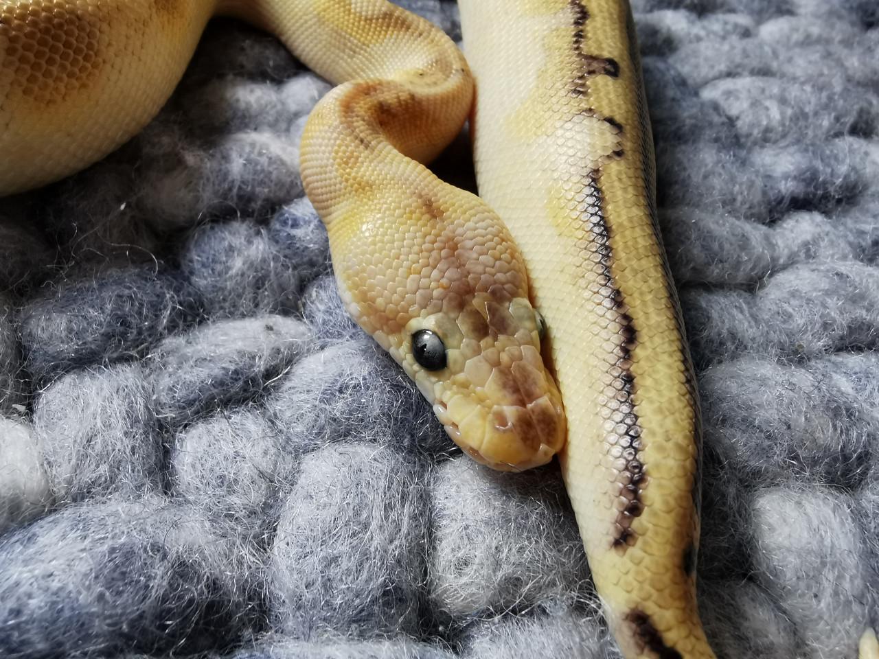 Champagne Enchi Pastel Koningspython vrouwtje