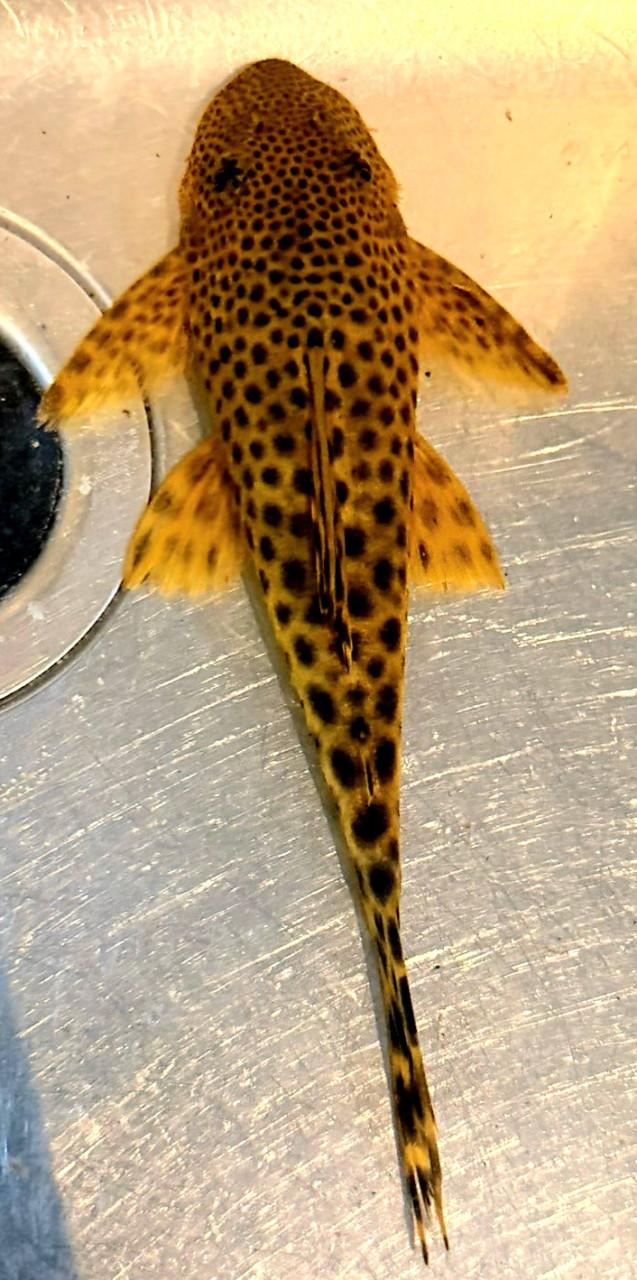 Mooie L075 pleco