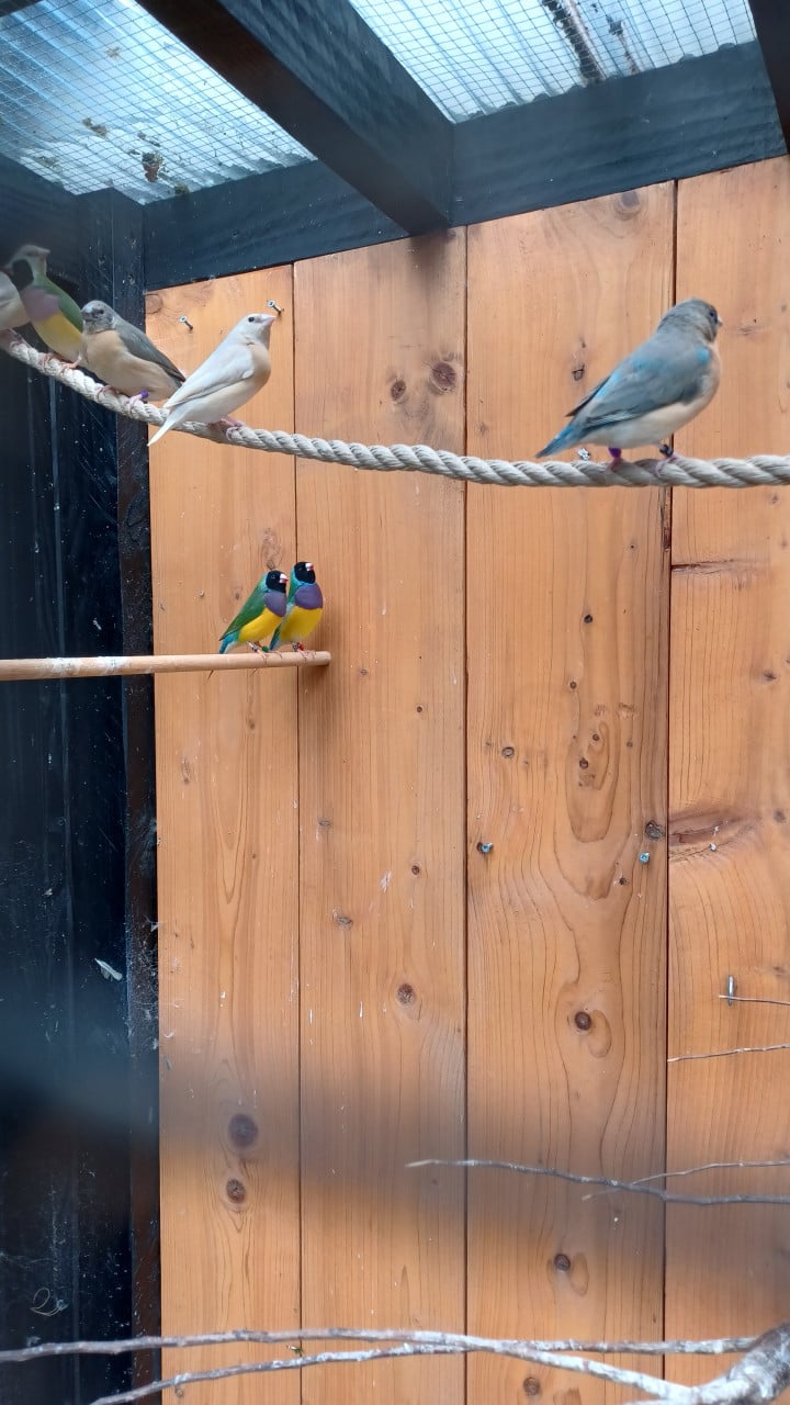 Gouldamadines (tt-kwaliteit)