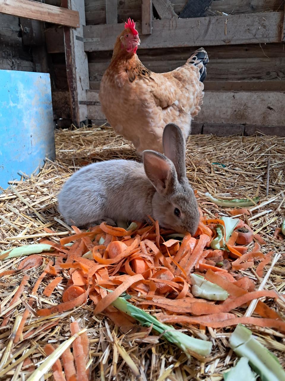 Jonge vlaamse reuzen