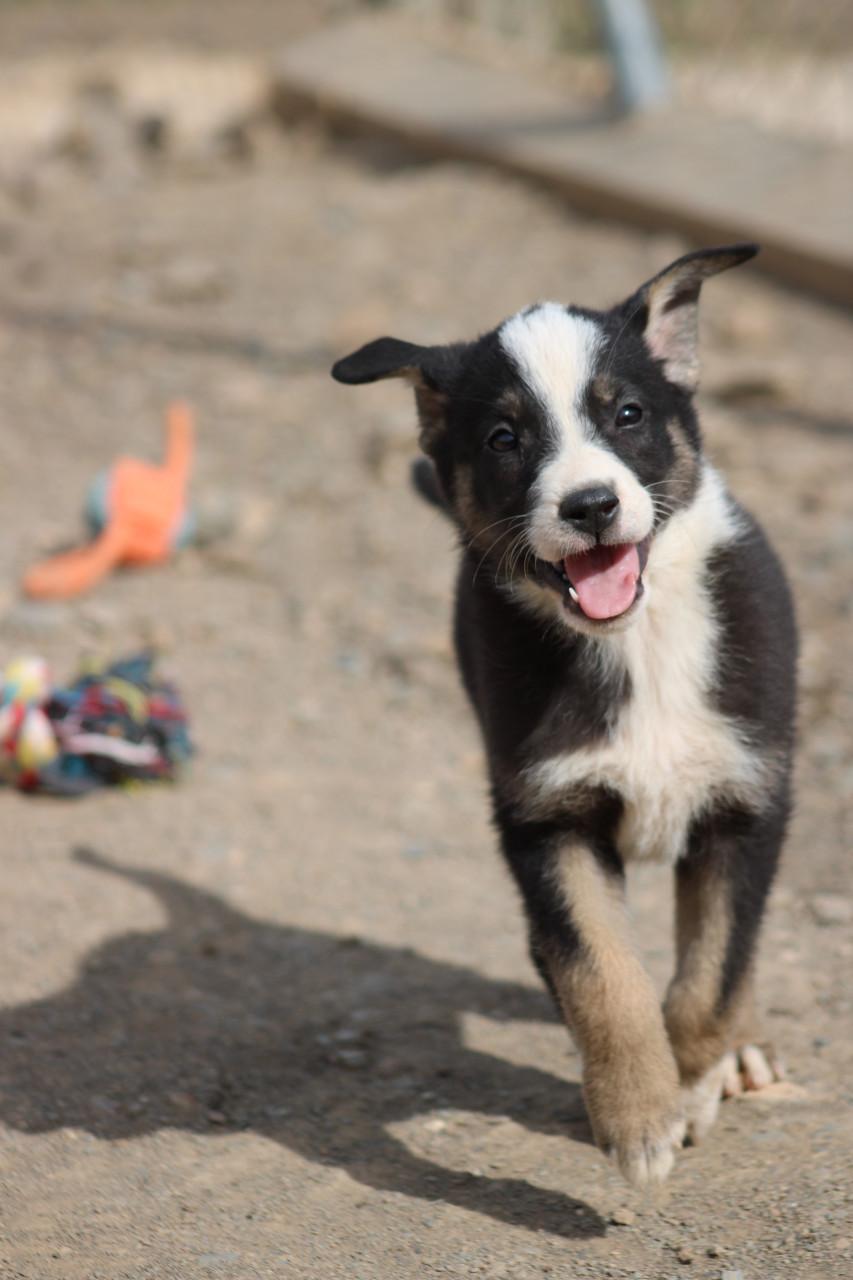 Alora Dog Rescue: Bibi wacht al zo lang op het juiste baasje