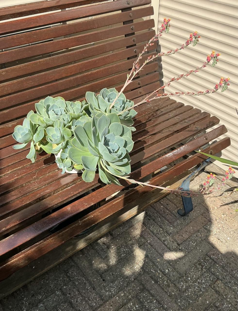 Grote bloeiende vetplant