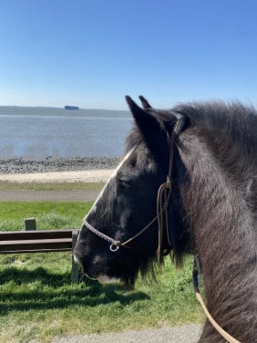 Gezocht bijrijdster / paarden verzorgster