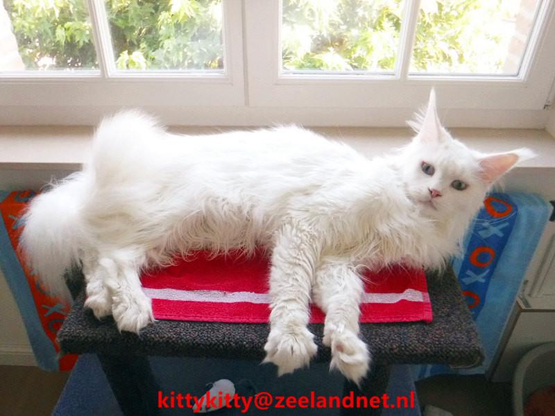 Kattenhotel Kitty Kitty, in Axel