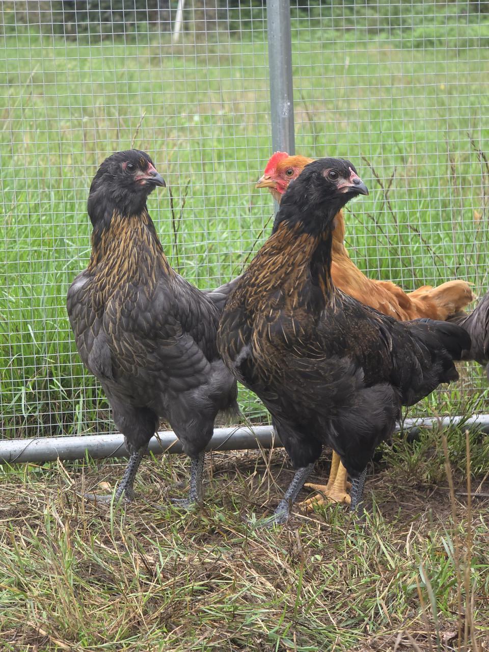 Kuikens (bio) natuur 75% kleurlegger