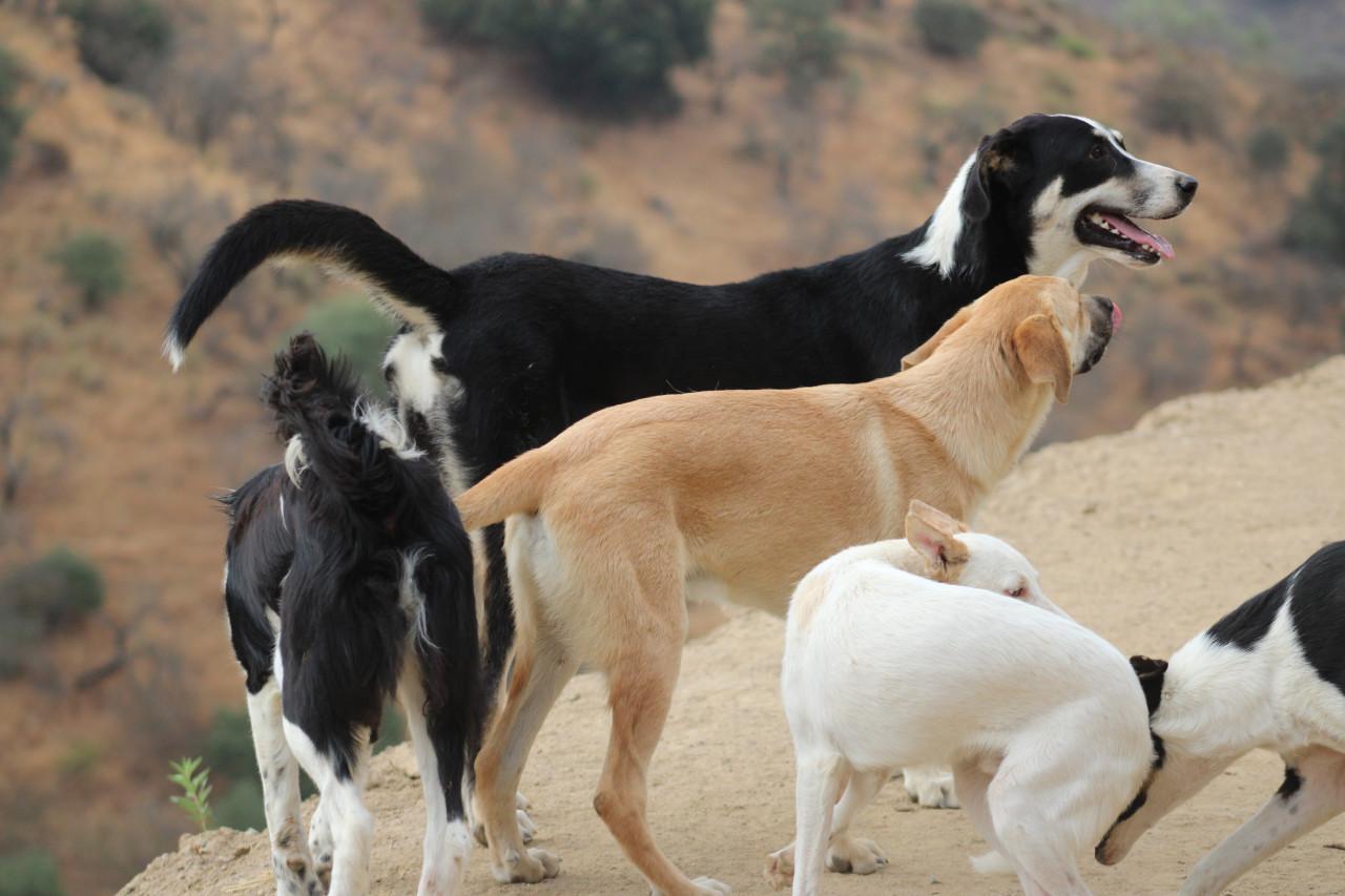 Alora Dog Rescue: Bibi, deze grote dame zoekt een grote mand