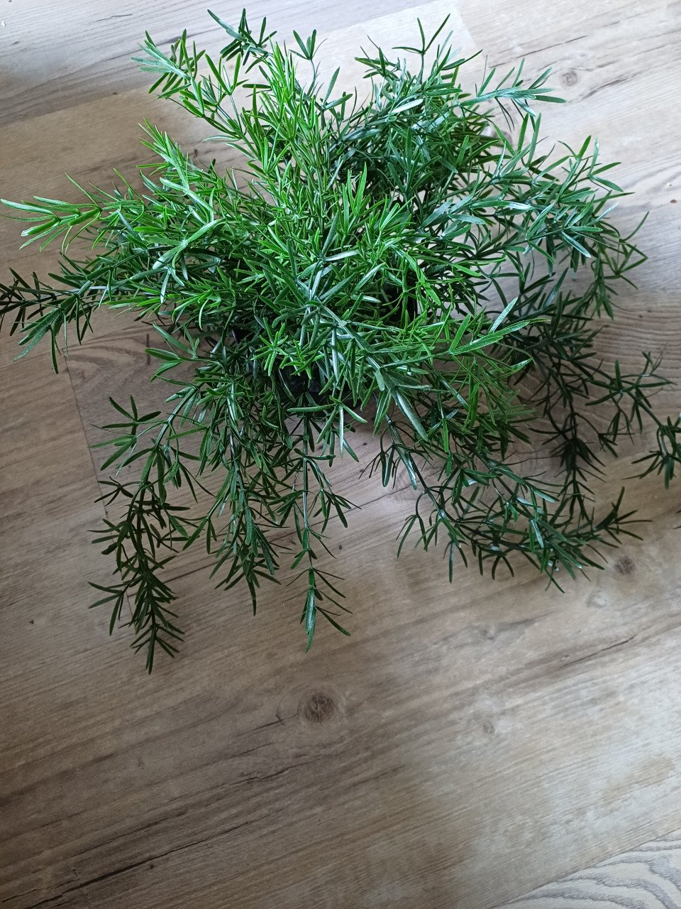 Kunst planten