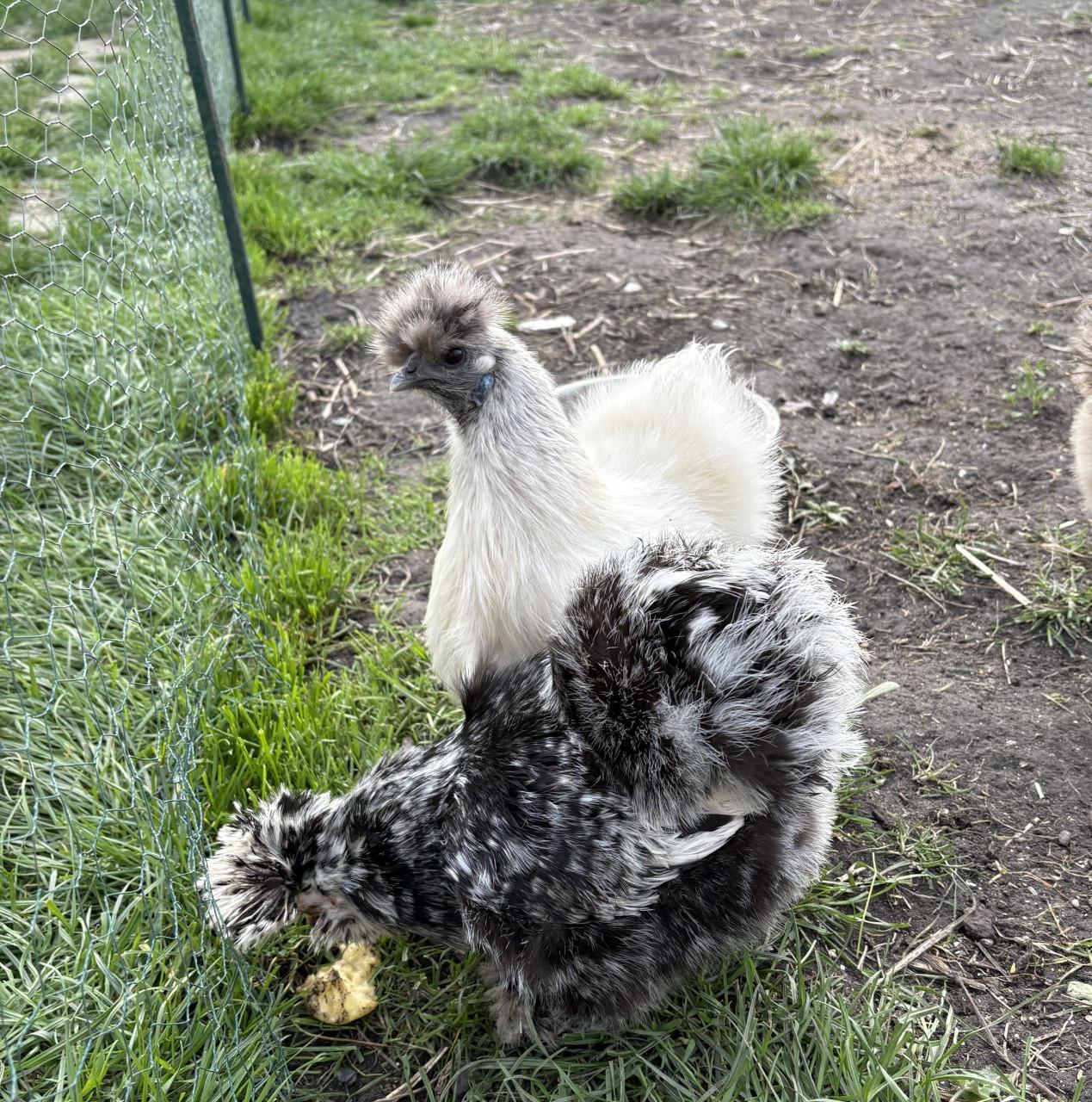 Broedeieren zijdehoen