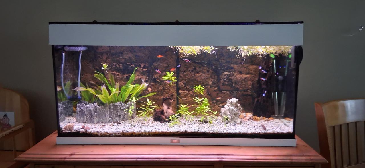 Aquarium te koop. Incl. pomp, licht etc.