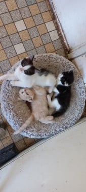 Kitten te koop
