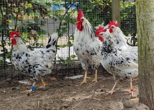 Bonte leghorn hen